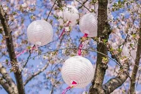 四月份去青岛旅游，可以欣赏到美丽的樱花景色。青岛是国内樱花种植最密集的城市之一，每年4月到10月都有