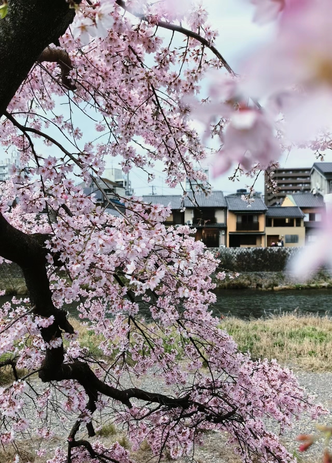 🌸樱花季倒计时！错过它，你将会后悔一整年🌸