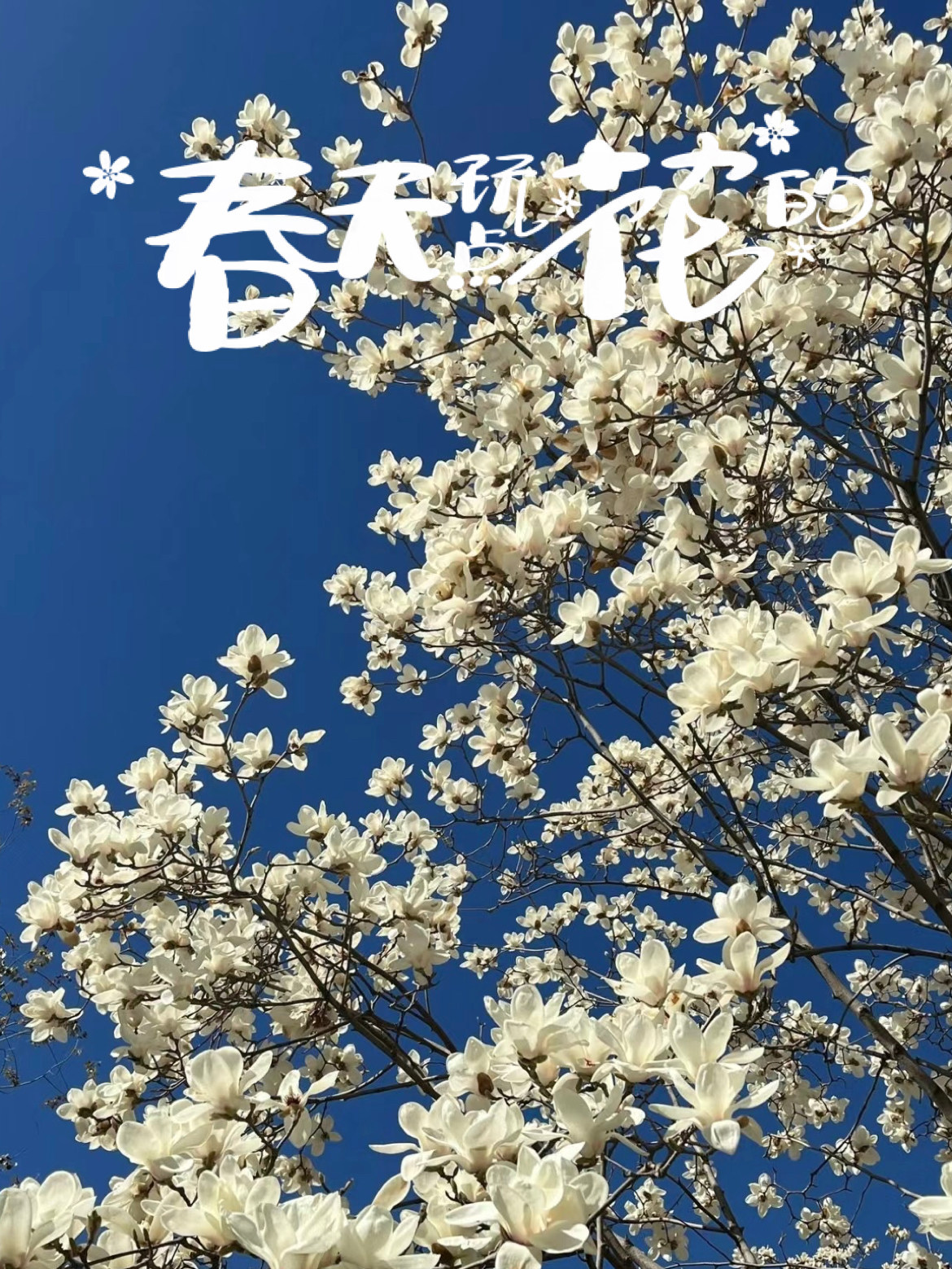 美丽玉兰花🌸