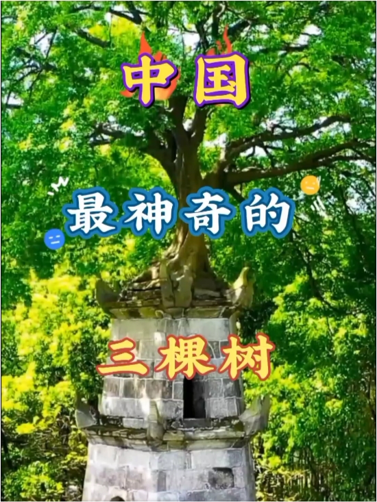 中国最神奇的三棵树