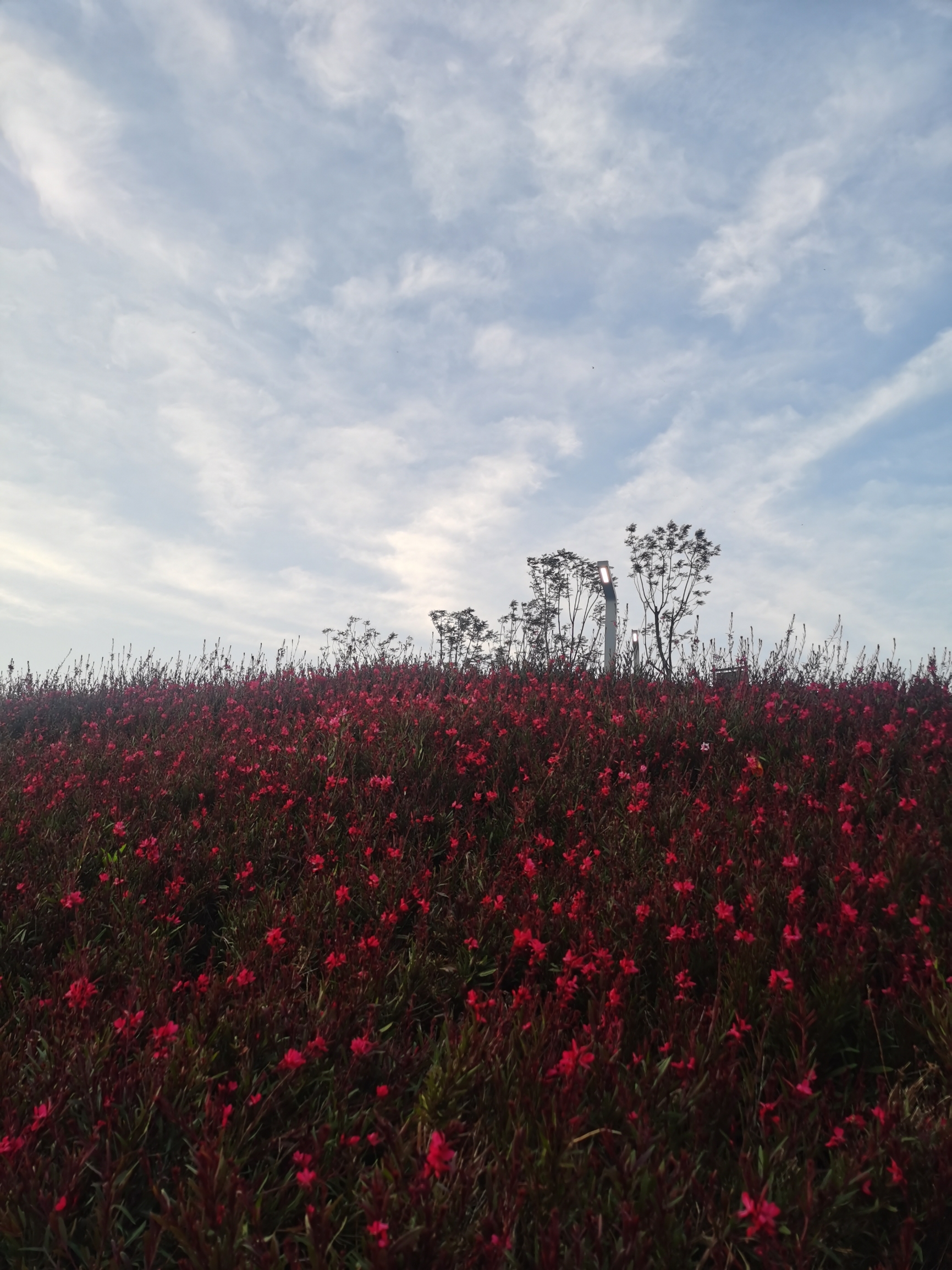 红艳如霞映碧空，瑰丽壮观展芳容