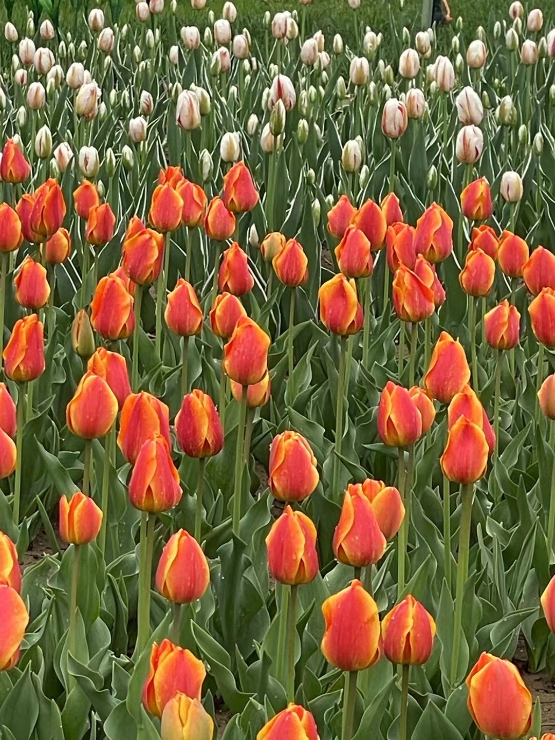 郁金香花海