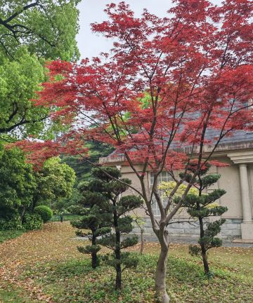 上海花园饭店图片