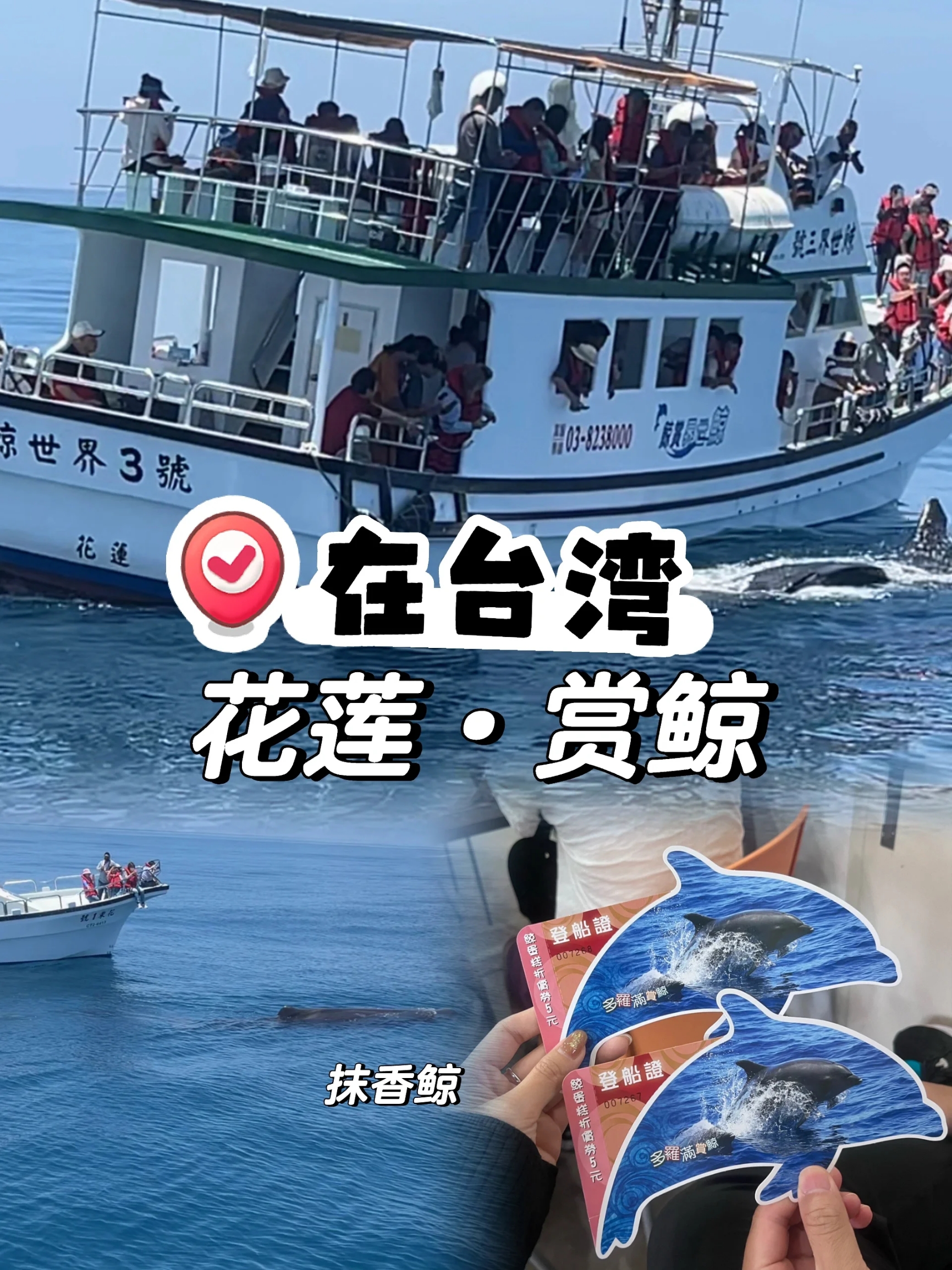 在台湾 | 来花莲，你还不来赏鲸🐳赏海豚🐬