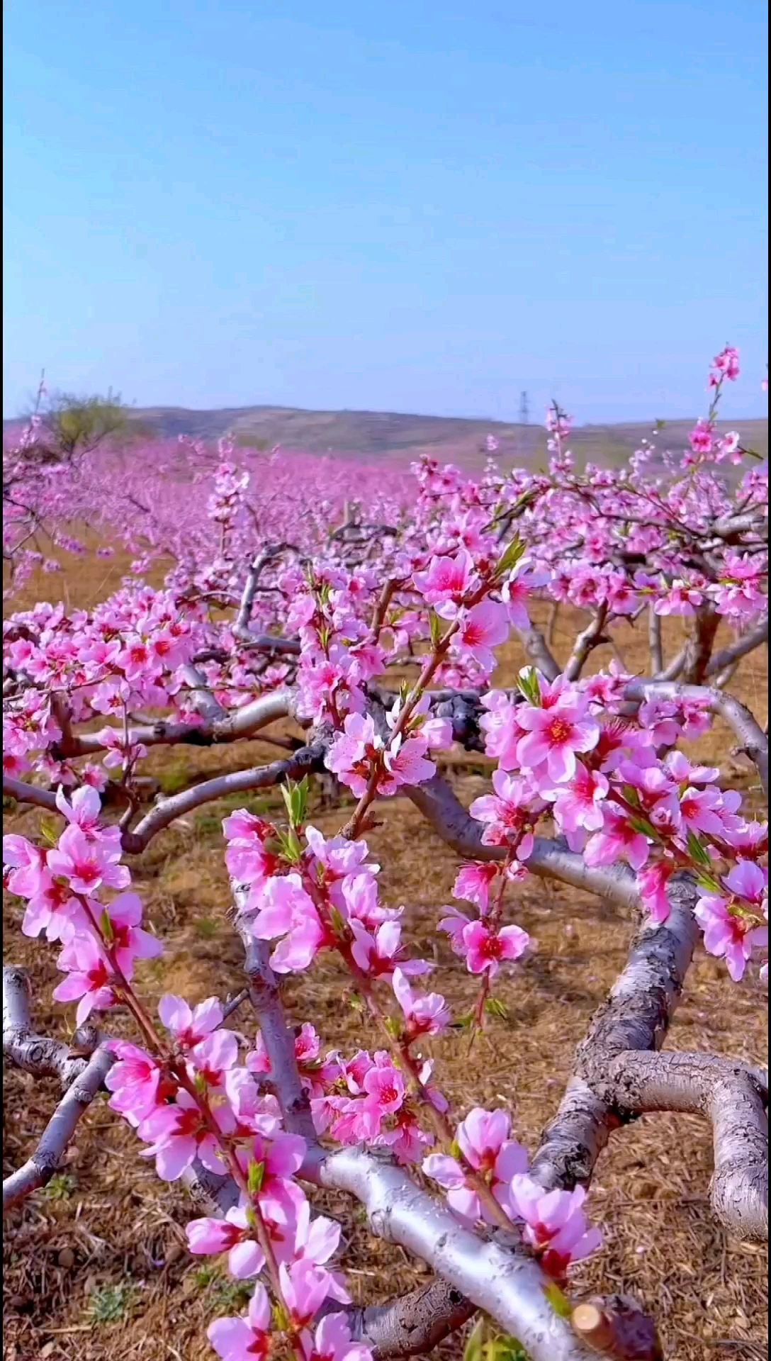 桃花朵朵开，一起去踏春