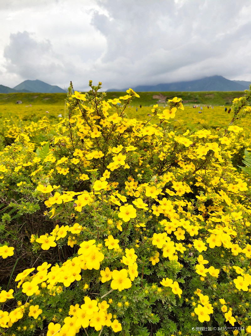 黄草坪自驾营地
