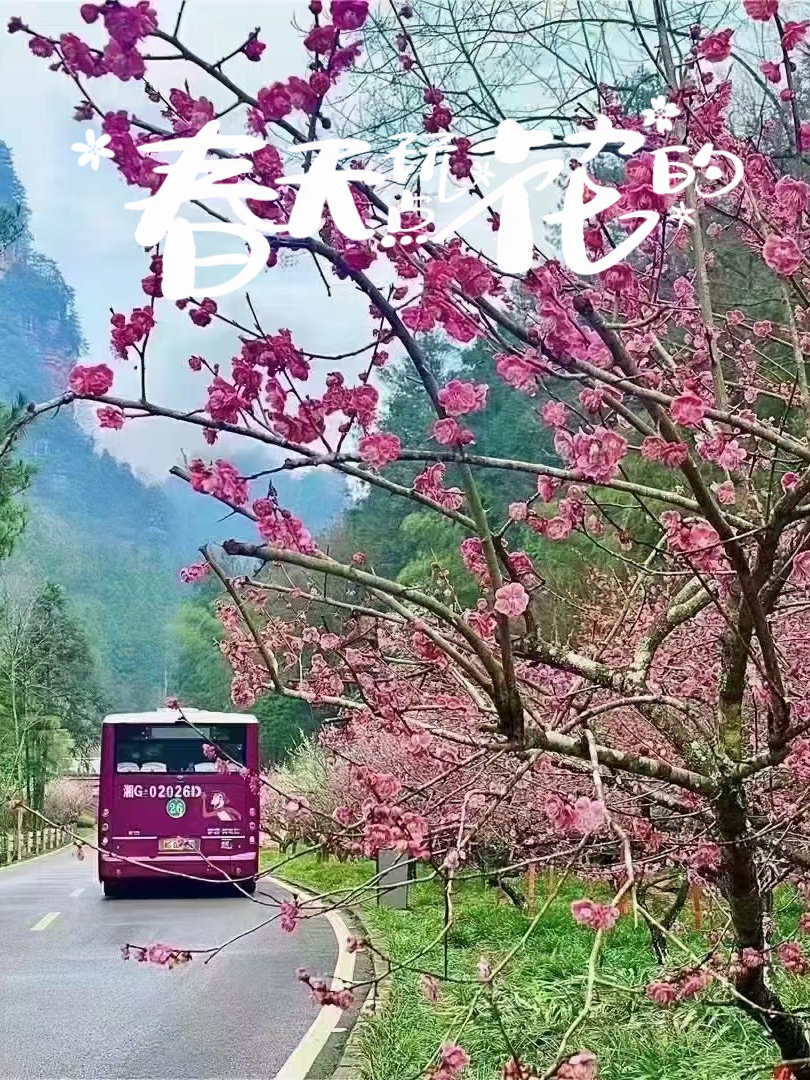 #春天玩点花的 下面向大家重点介绍湖南省十个比较有名的赏花地：  一、湖南省森林植物园  湖南省森林