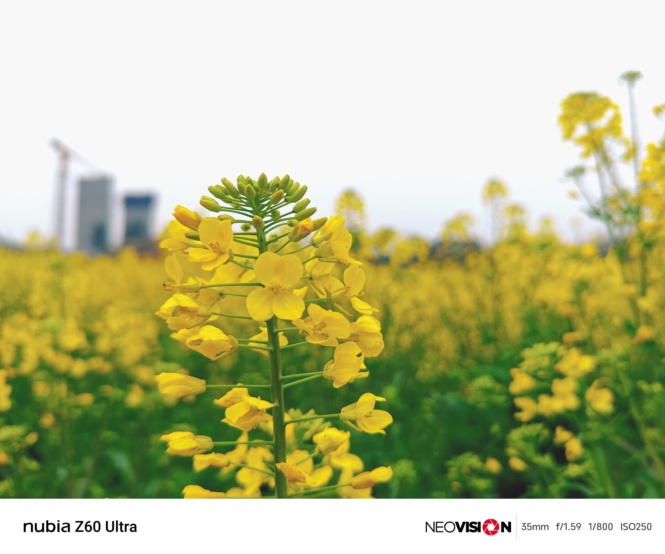 我在四川资阳市用努比亚z60 Ultra拍了今年的油菜花，原图直出效果，你觉得好看吗？