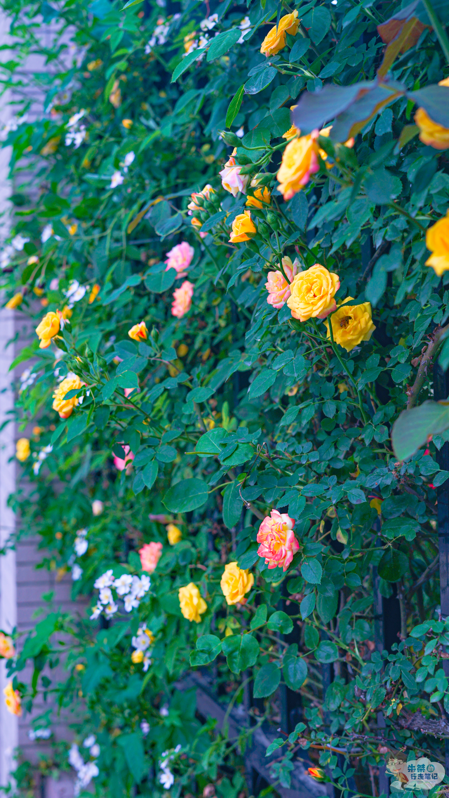 赏花｜平日里再普通不过的院墙，今成淮南最美蔷薇花墙