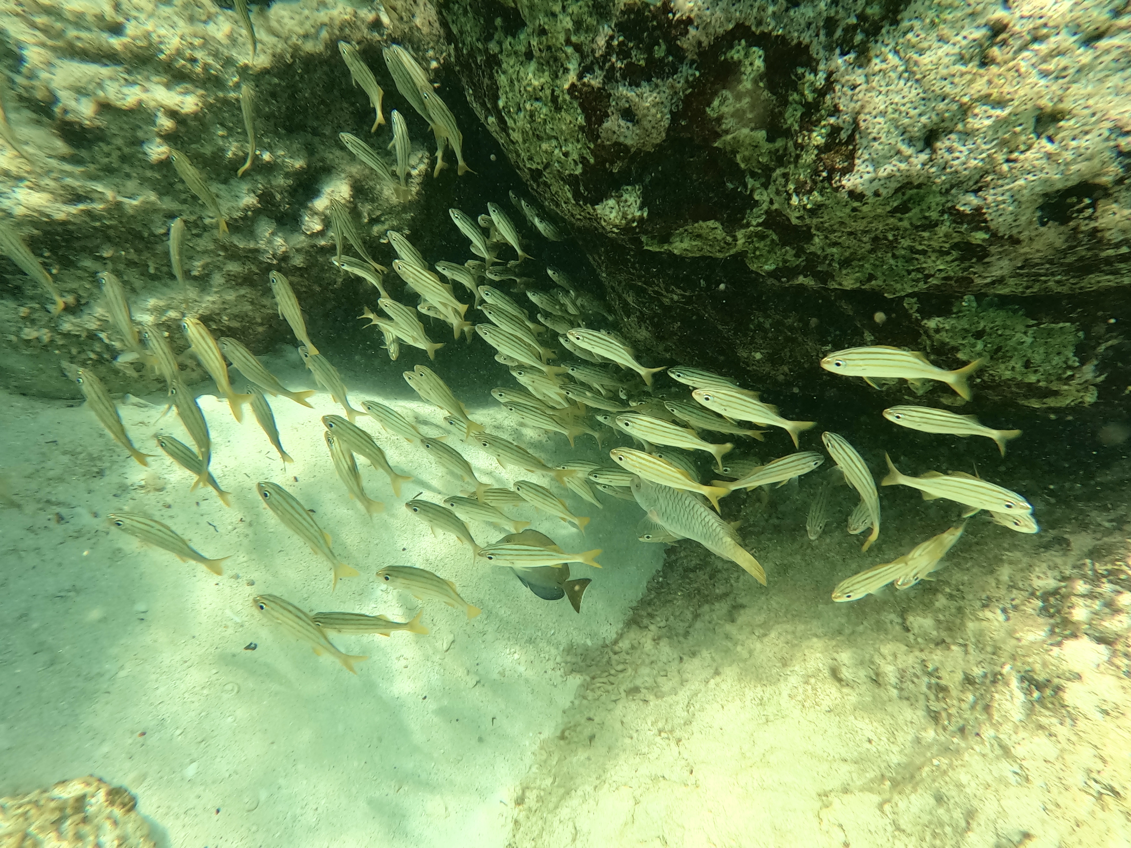 开曼群岛的鱼群