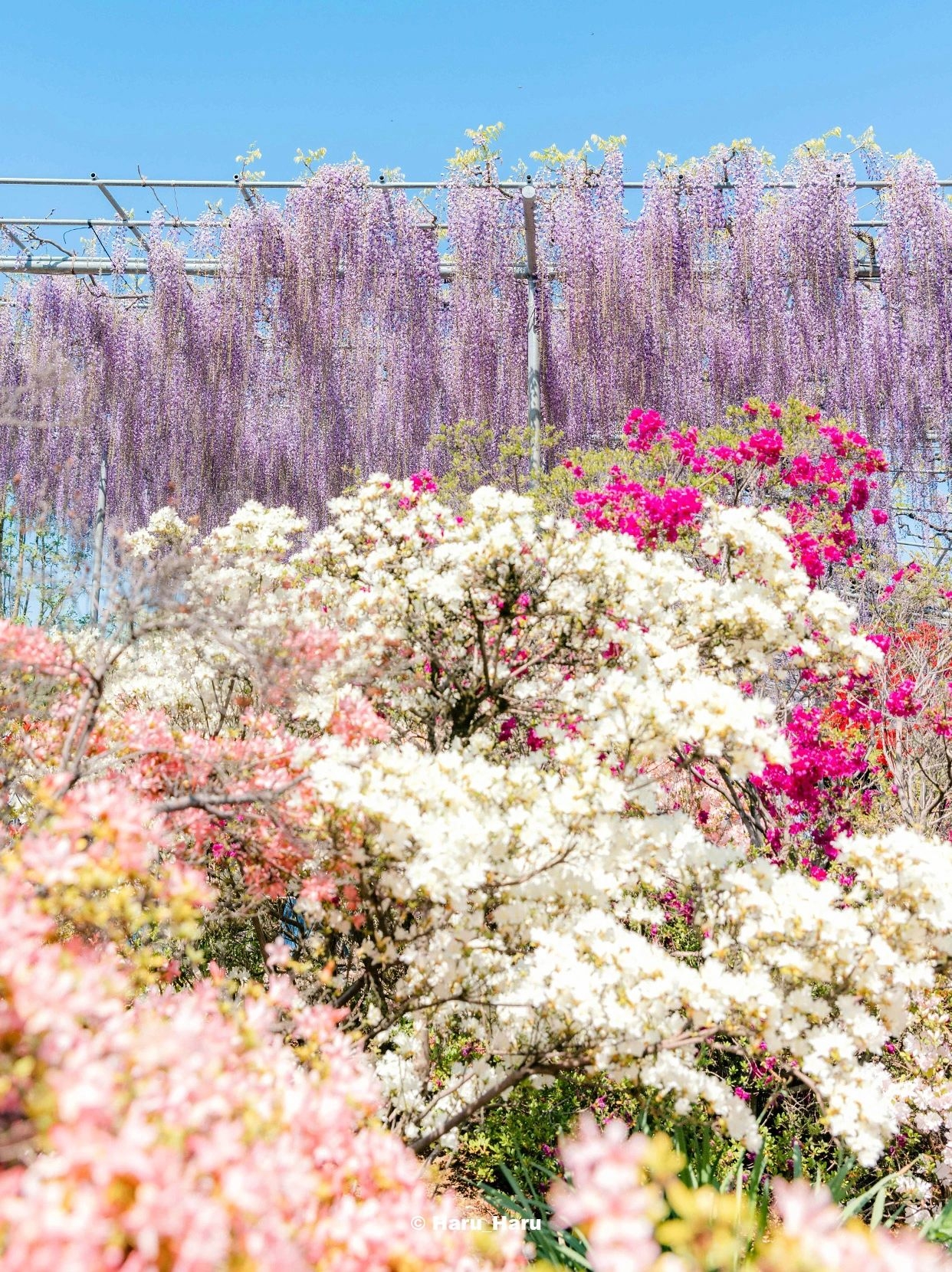 日本🌺｜紫藤花和杜鹃花的季节
