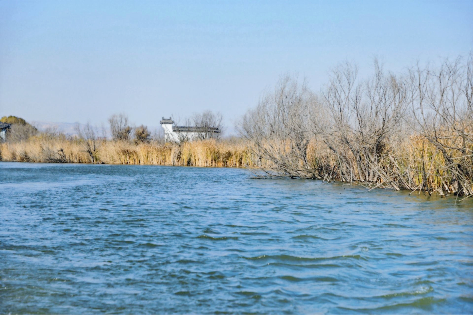 打卡黄河流域面积最大的湿地：洽川