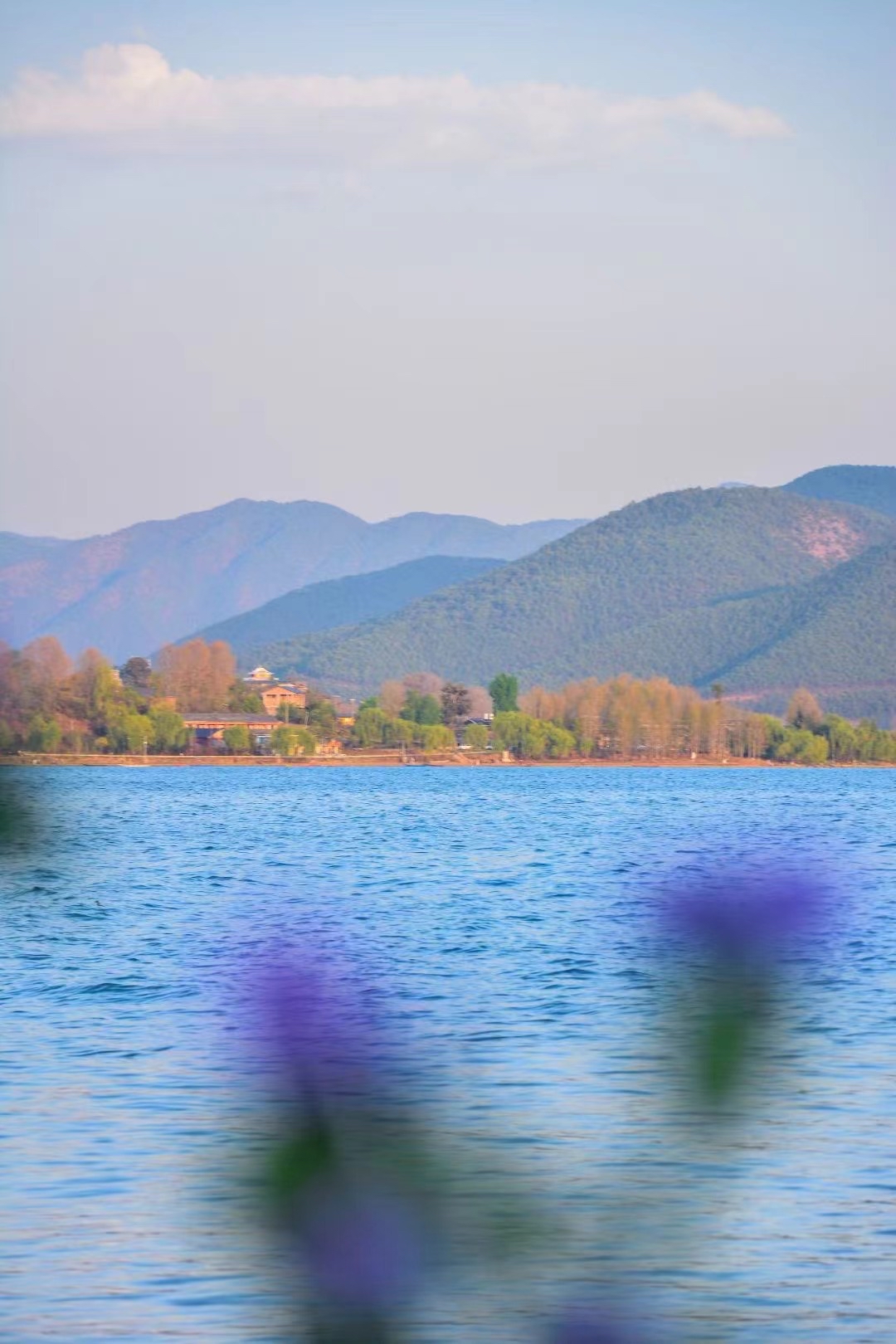 #泸沽湖的春天春日之花千姿百态恰如世界各有精彩