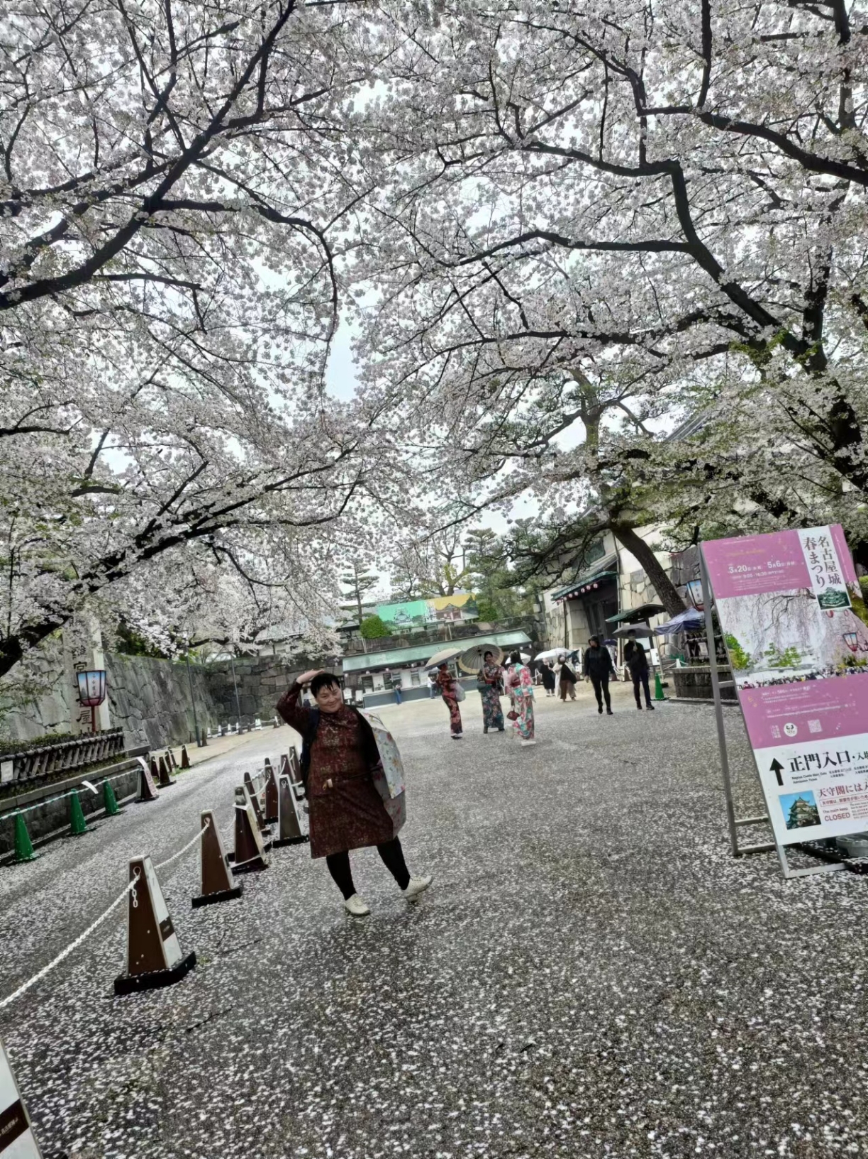 樱花🌸季