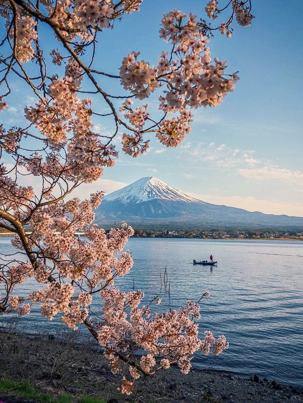 拍到了人生照片❗富士山樱花季必打卡攻略✅