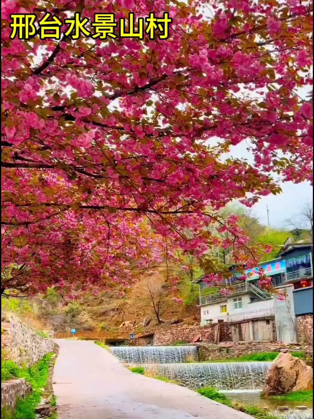 很美的水景山村，邢台大山之中的免费景点，站在樱花树下欣赏美景