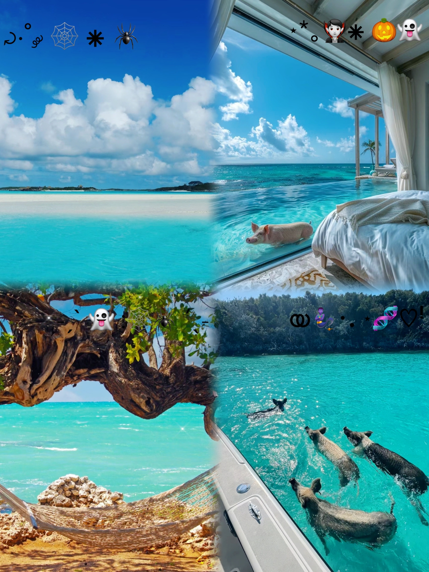 巴哈马猪岛之旅：探索加勒比海的天堂