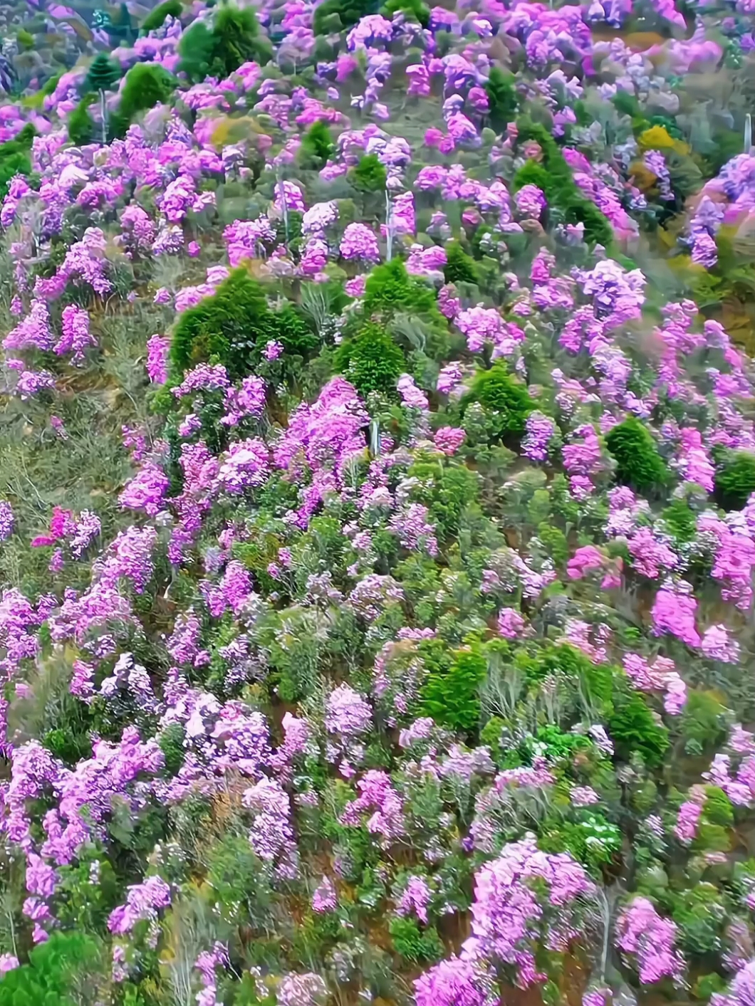 这可能是最后的赏花打卡地了，错过了只明年赶早了