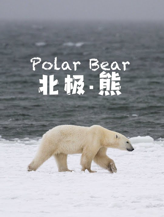 当摄影师遇上北极熊，是赶紧跑还是再拍一张？