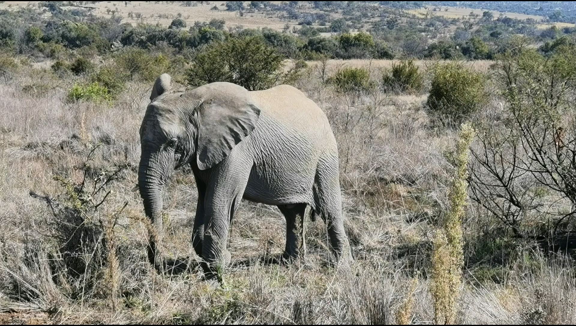 202307南非匹林斯堡国家公园大象之一