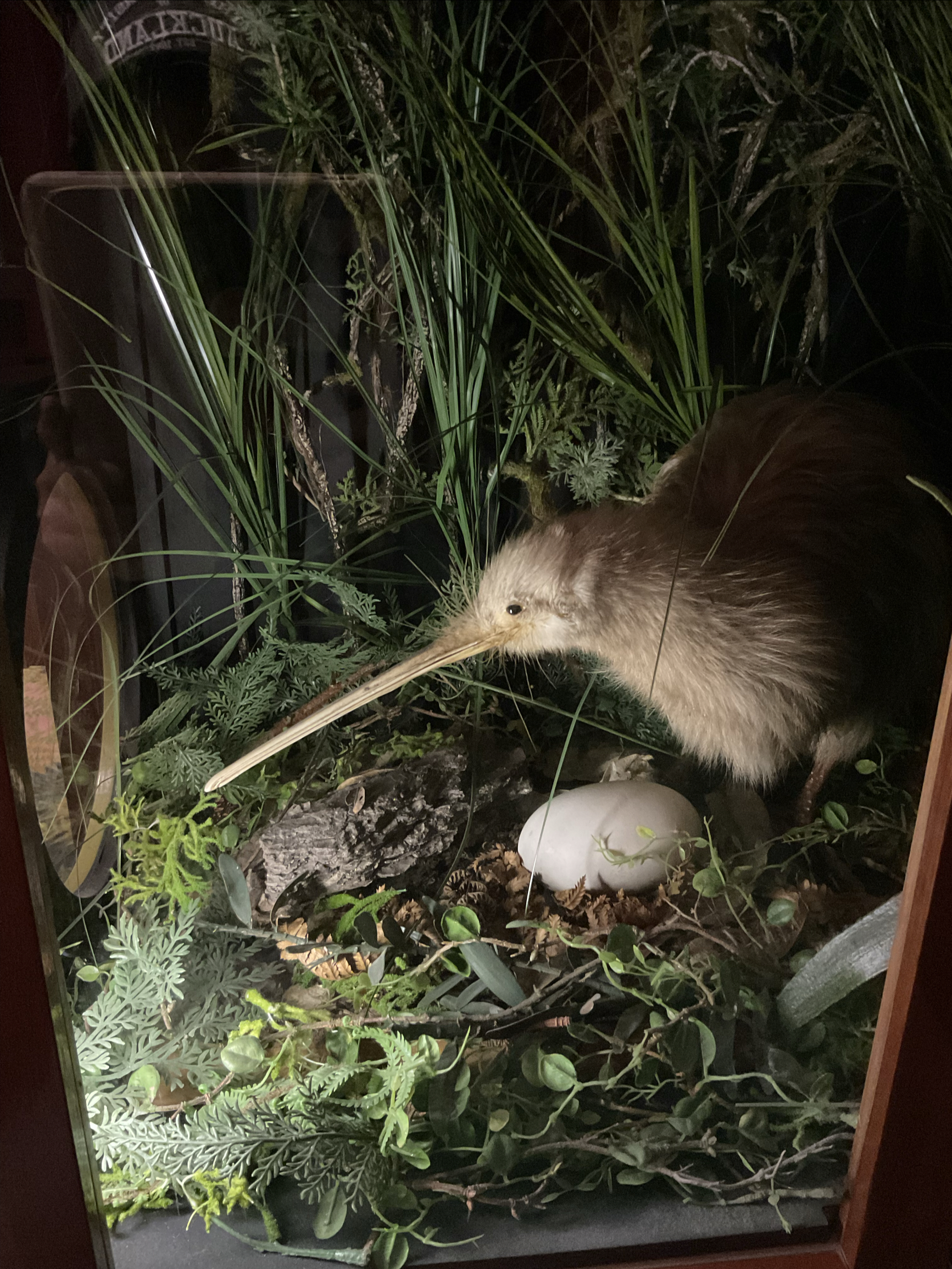 博物馆里的kiwi，以及kiwi的一生，最有意思的是孵蛋过程中妈妈爸爸的分工😂