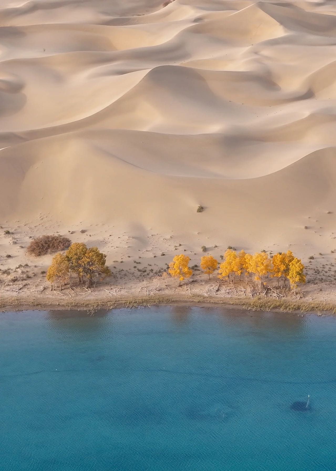 思念如沙——沙漠里美丽的传说！~~