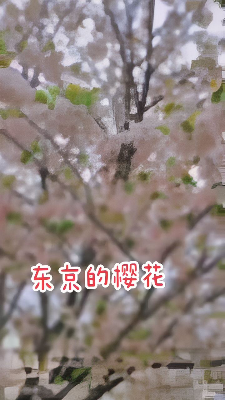 东京的樱花开了