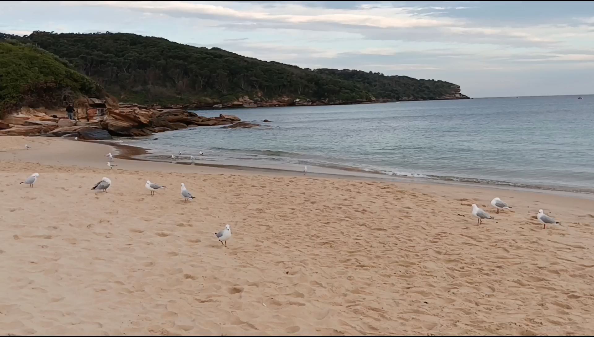 Congwong海滩上的海鸥