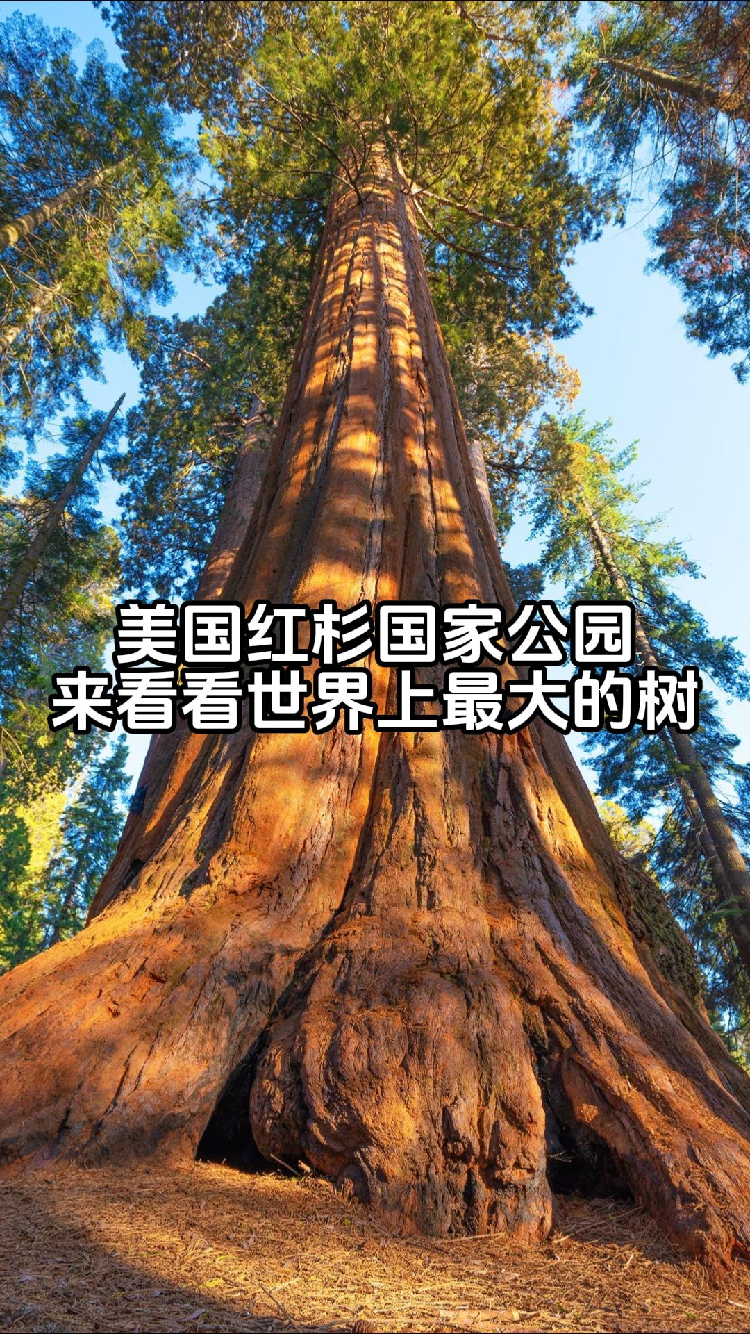 美国红杉国家公园 来看看世界上最大的树吧
