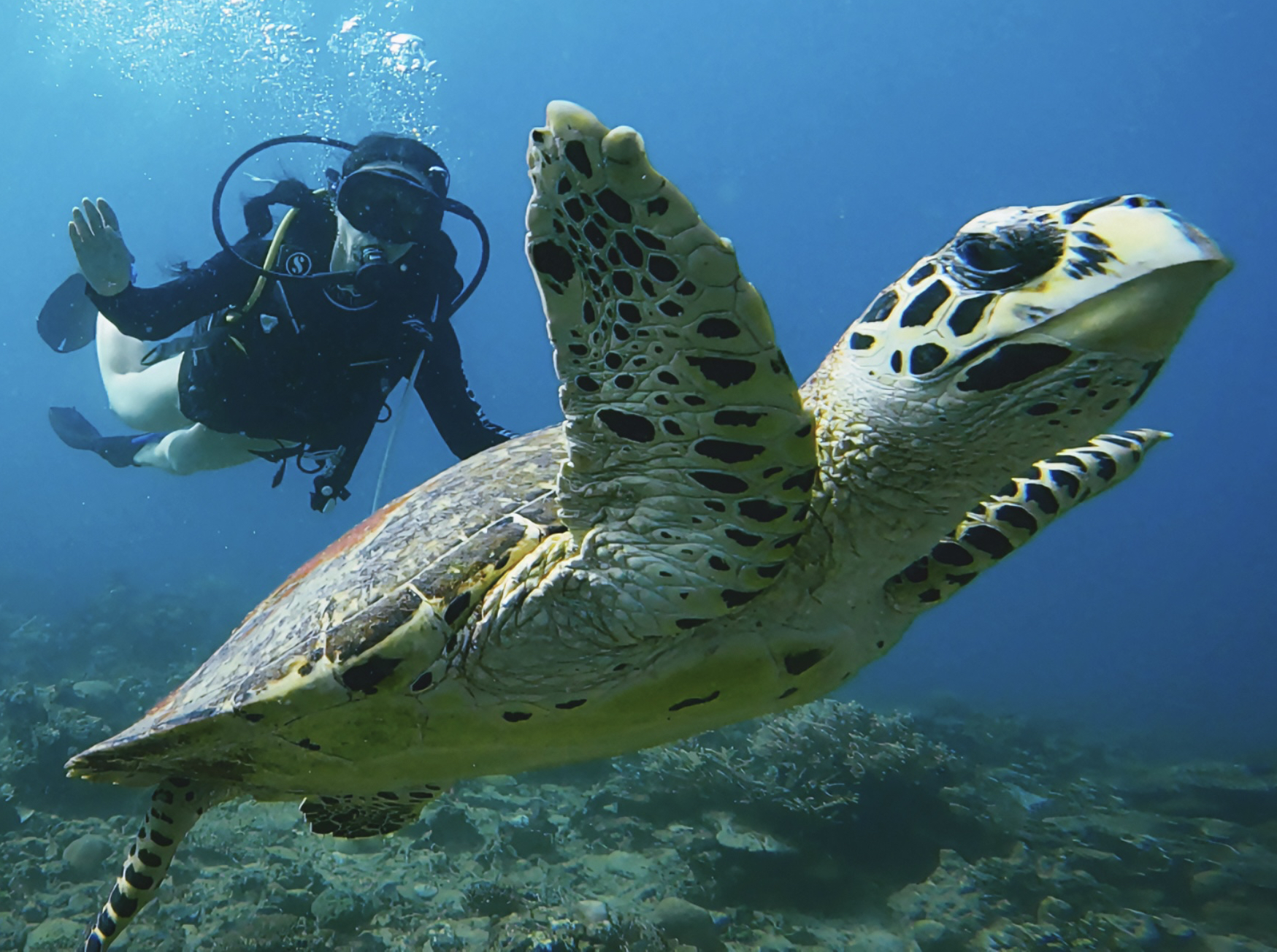 美人鱼岛vlog（4）：当我跟着海龟在海底翱翔～