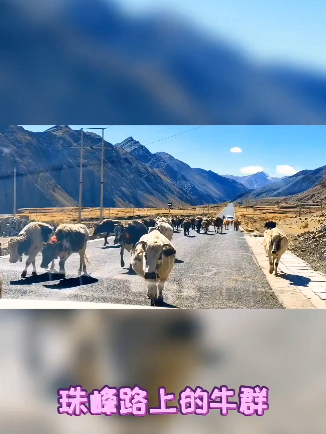 珠峰路上的牛群