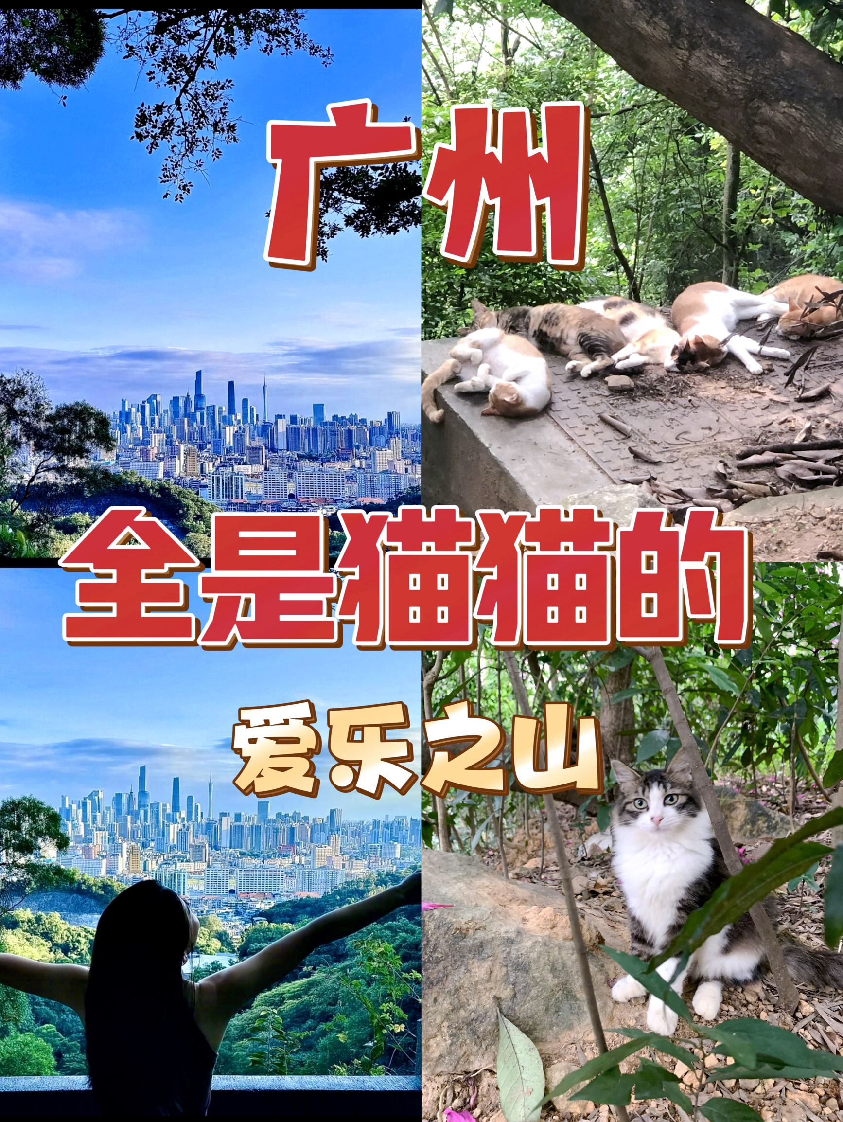 猫咪天堂，广州的爱乐之城+撸猫圣地