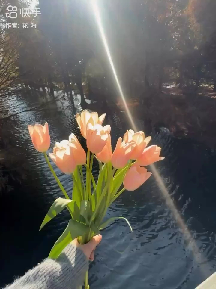 阳光下的水蜜桃郁金香好漂亮 分享给你.