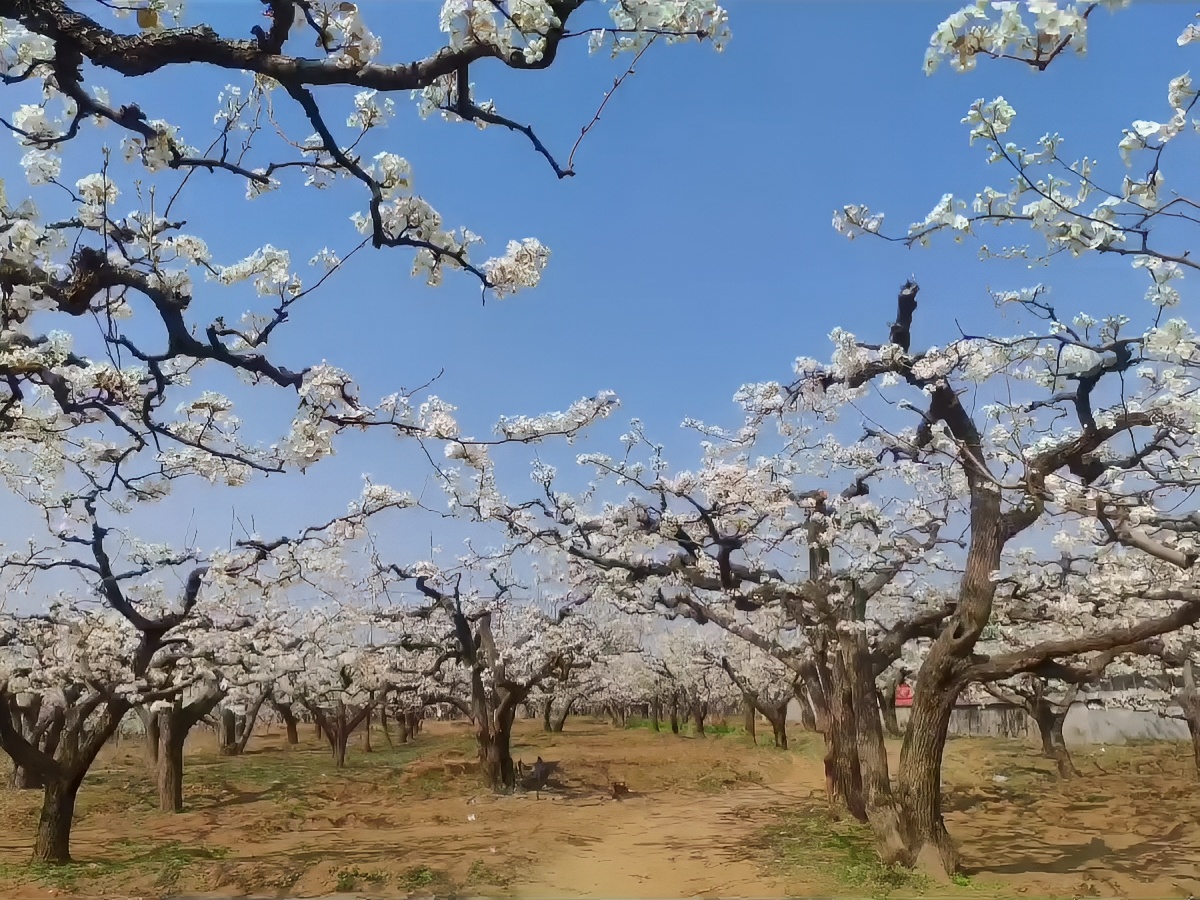 曲阳梨花节