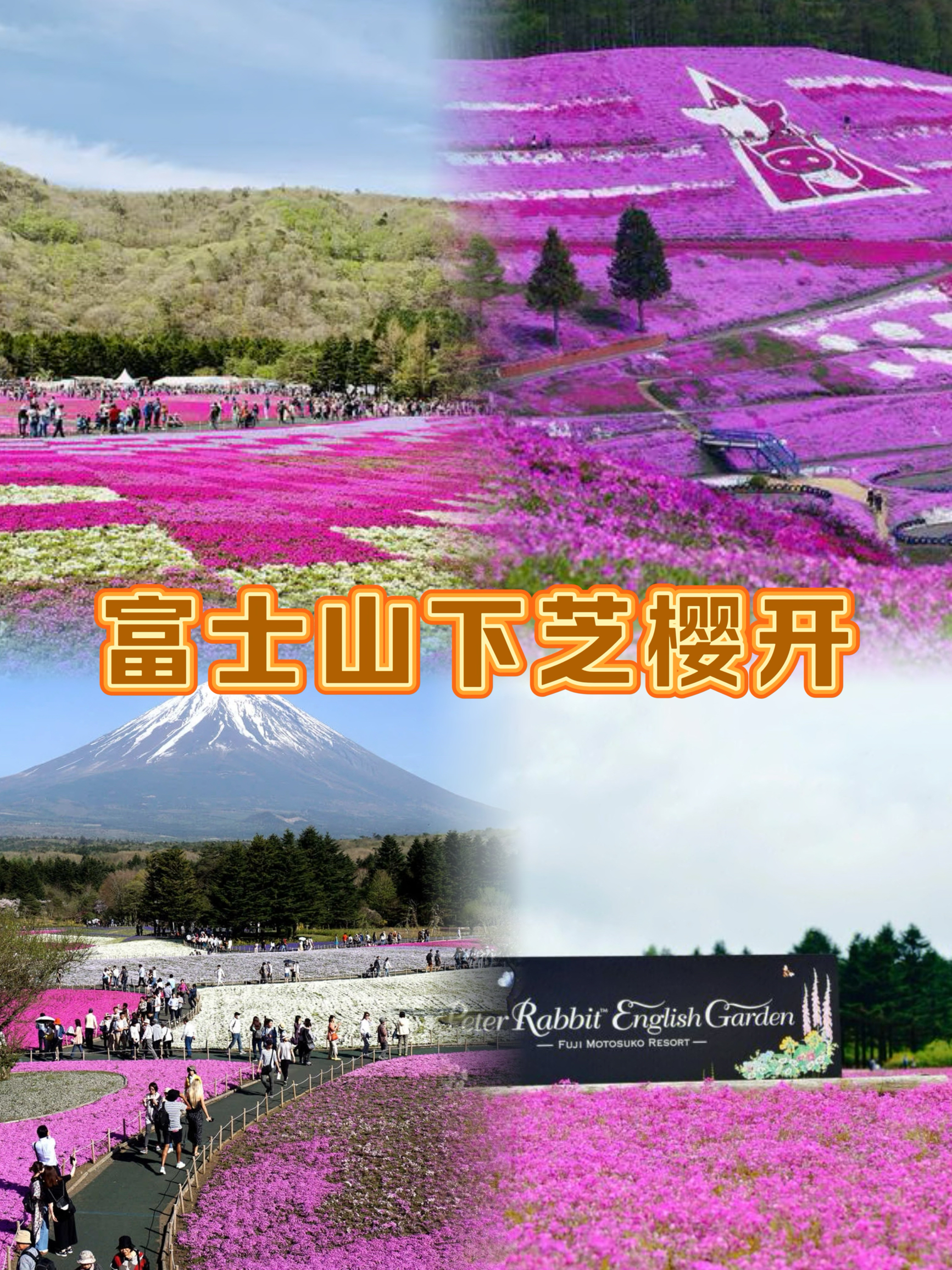绝美的富士山芝樱盛宴！芝樱祭富士山实在太美妙了～