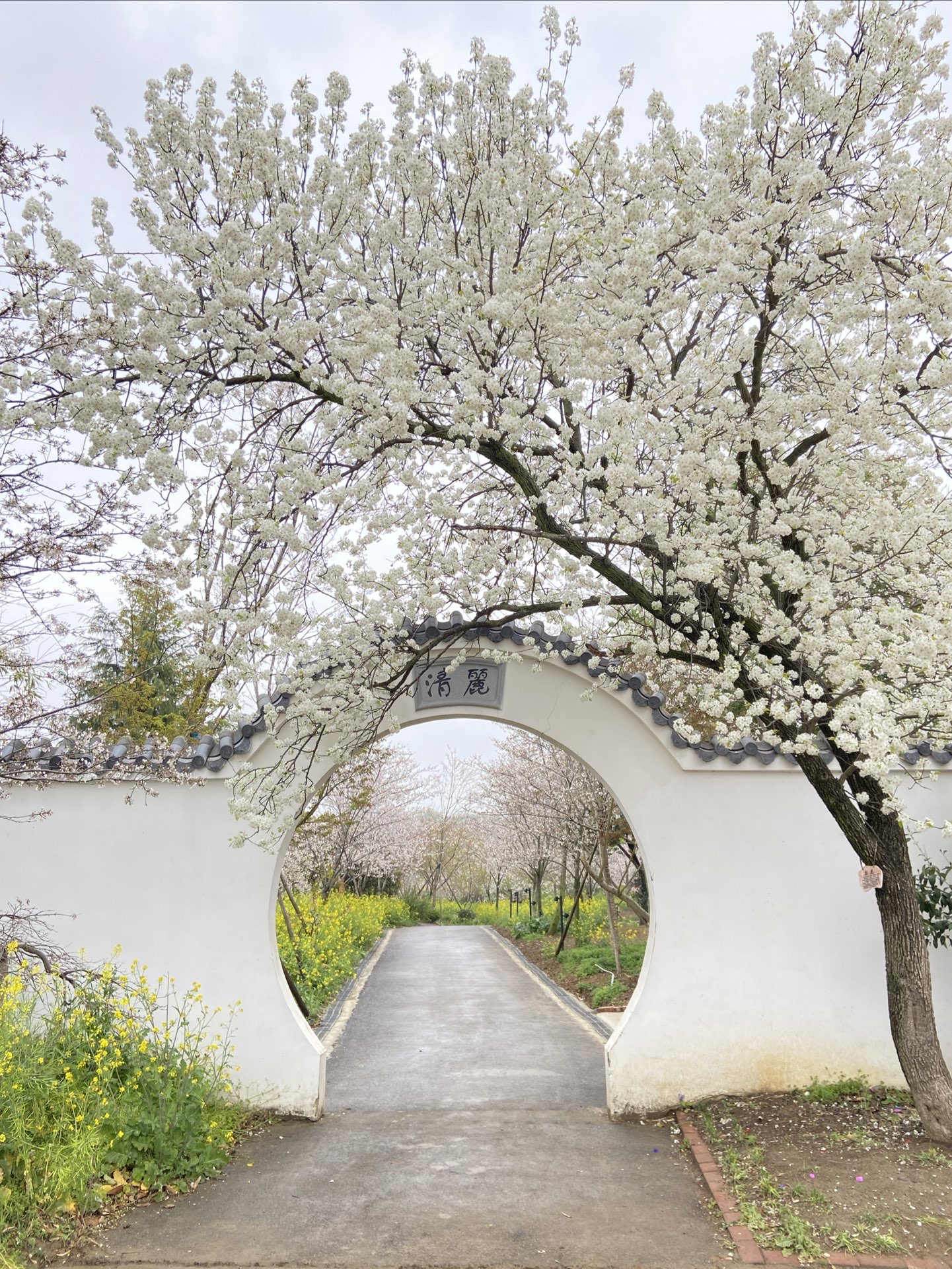 我发现了湖北的宝藏赏花地🌸