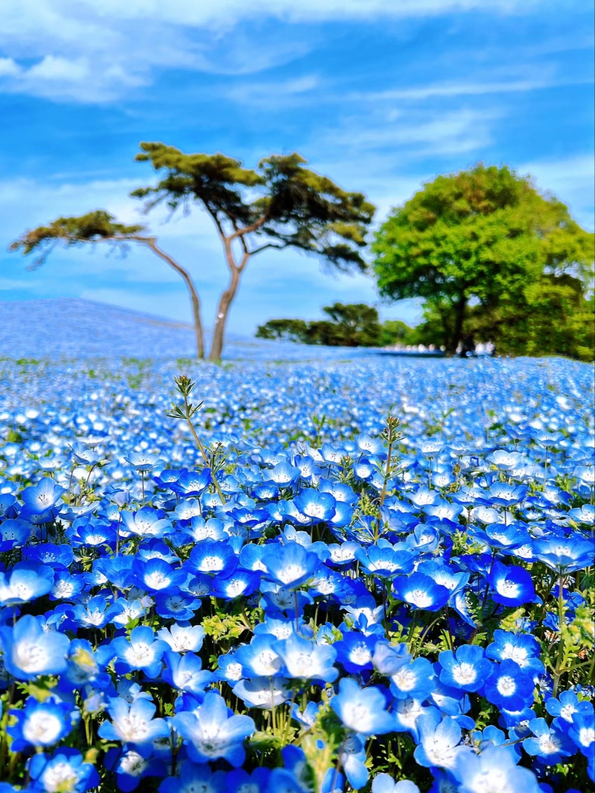 日本ins风纯蓝色的琉璃唐草花海🌸