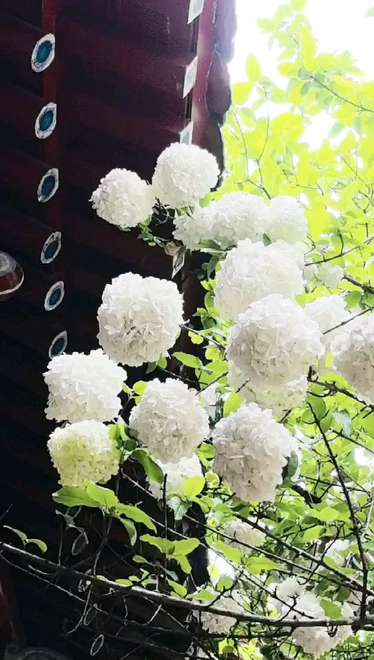 湖南烈士公园美丽的绣球花