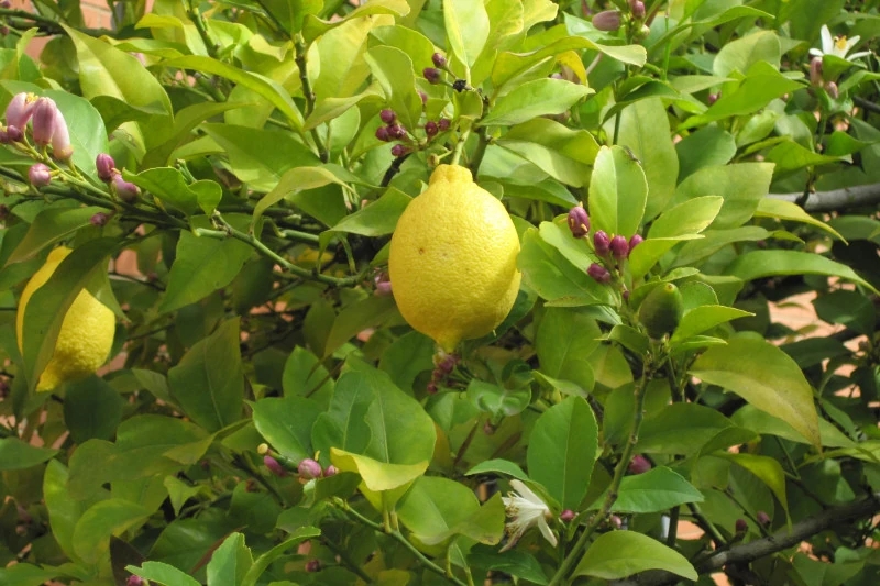 柠檬（Citrus × limon (Linnaeus) Osbeck），芸香科柑橘属木本植物，枝少
