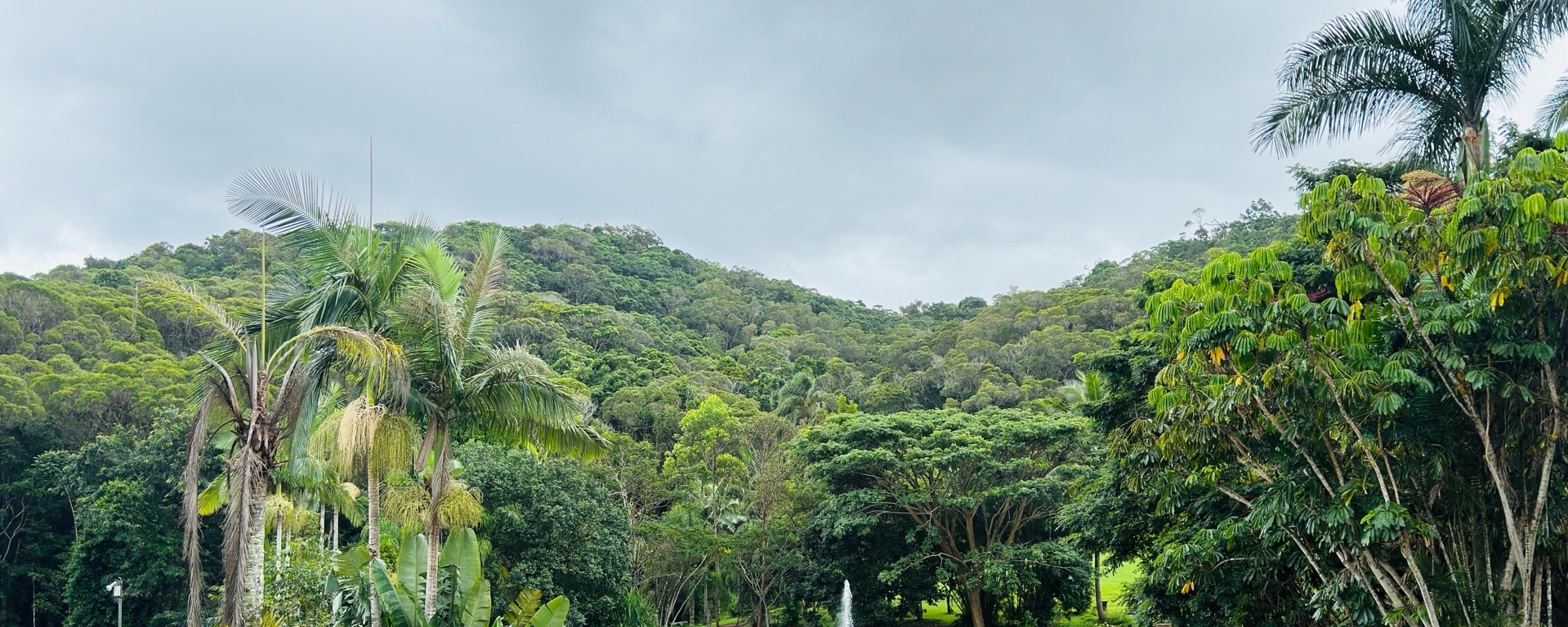 大利亚🇦🇺凯恩斯 库兰达热带雨林公园位于北昆士兰省占地40公顷的一个热带雨林旅游中心，热带雨林中有2