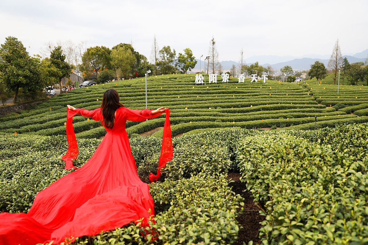 丽水网红茶园，徒步可免费游览，更爱福泉山