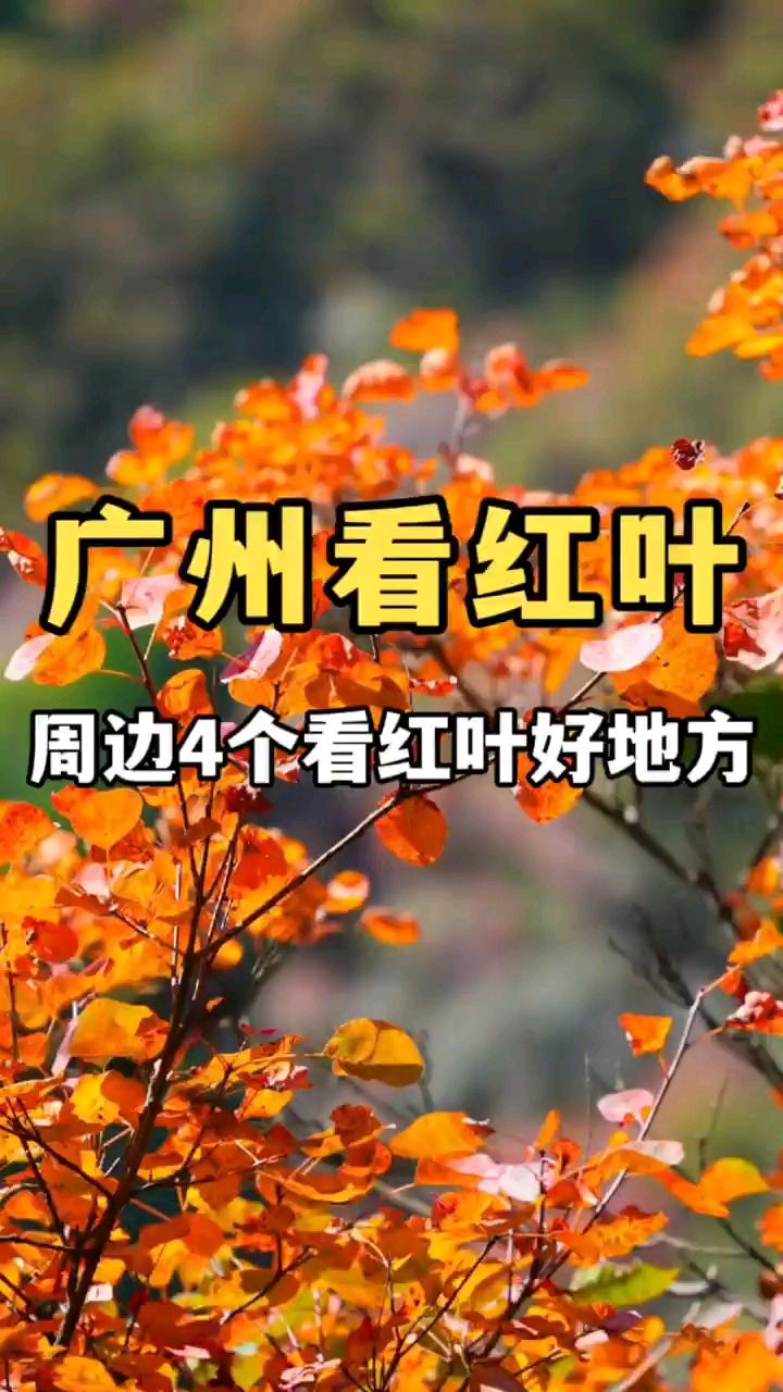 11-12月广州周边看红叶