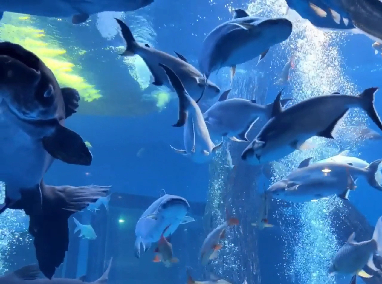 西澳水族馆：探索澳大利亚最大的公共水族馆
