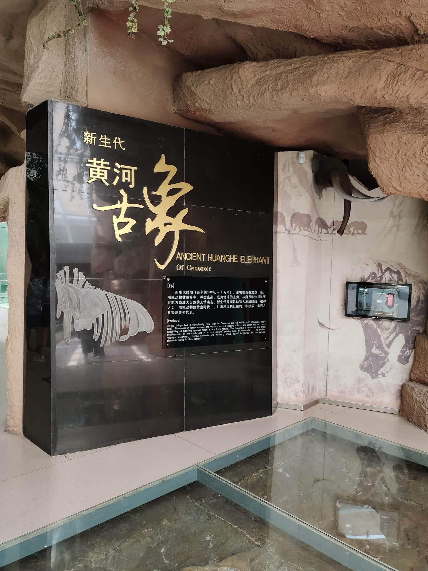 甘肃博物馆—古生物化石（下）