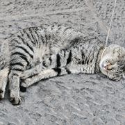 LUCKCATy