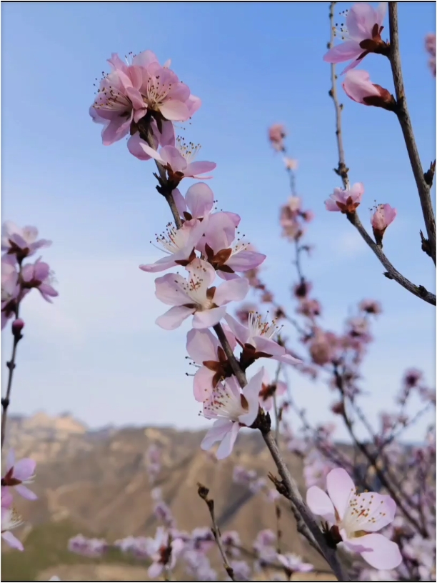 三月下旬的北京，满山遍野山桃花