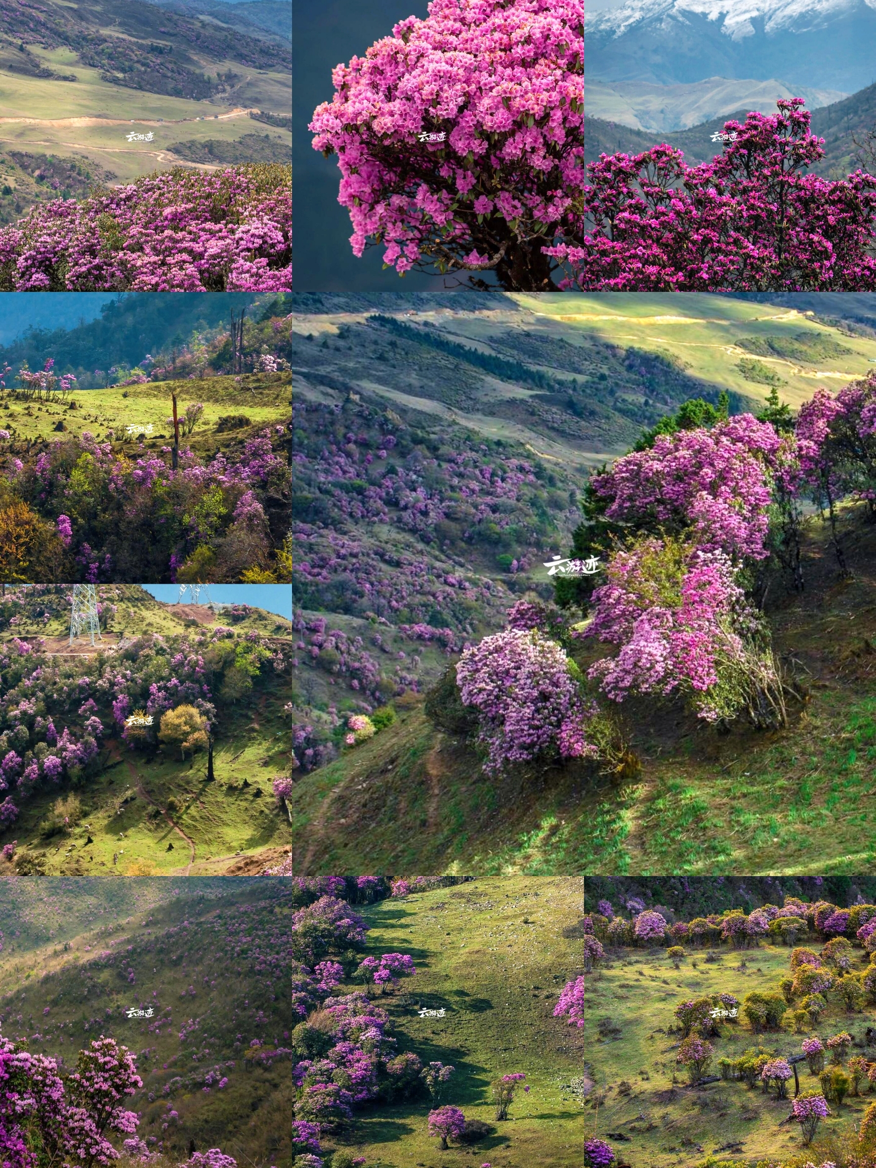 🌺【马耳山的花海秘境】徒步赏杜鹃，拥抱春天