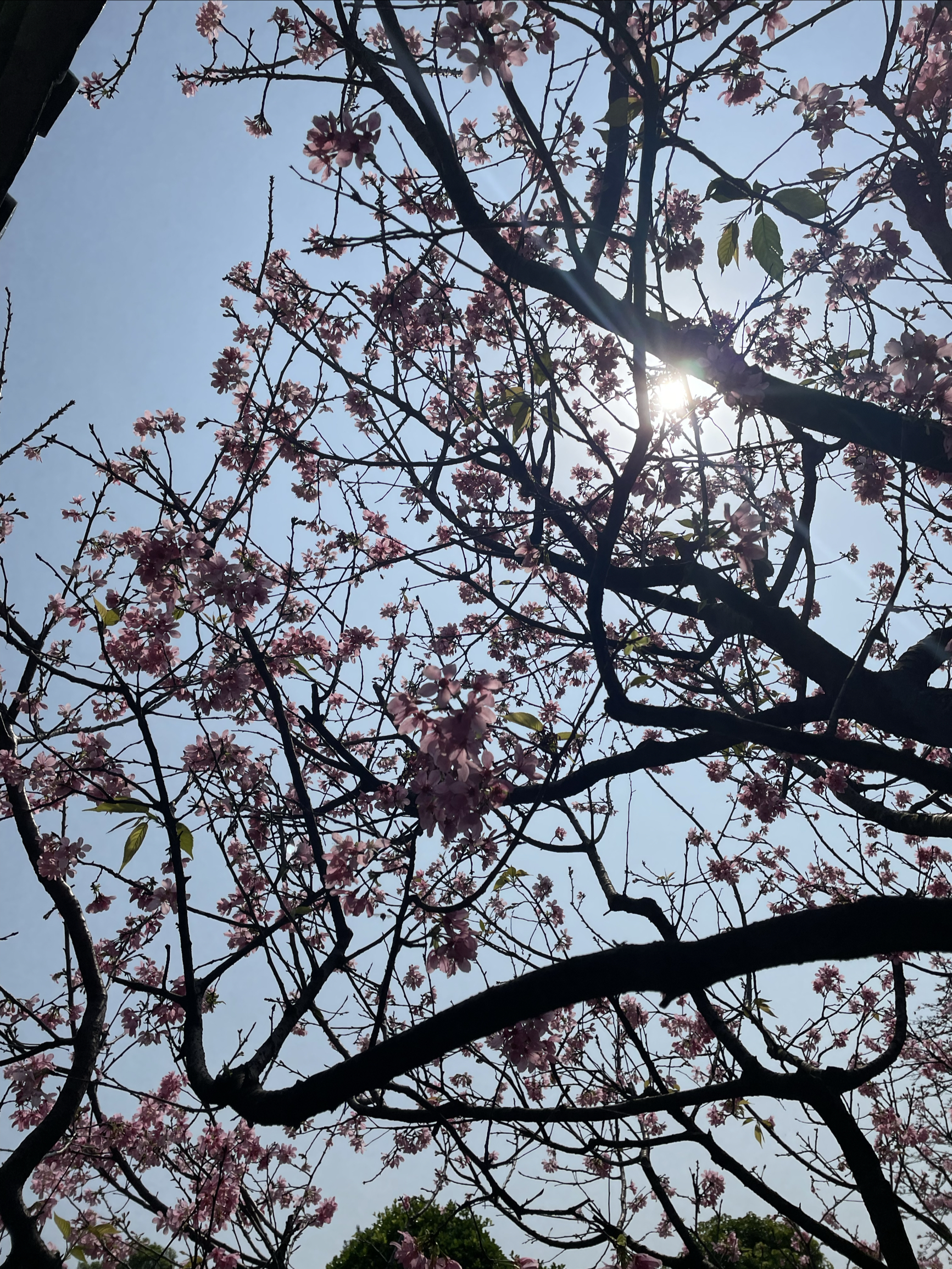 宝墨园的樱花🌸树