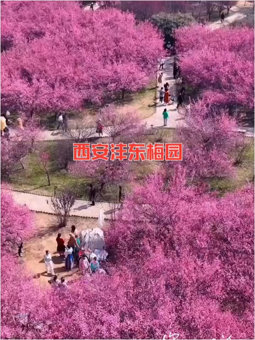 西安沣东梅园的梅花已大部分开放，《免费景区》