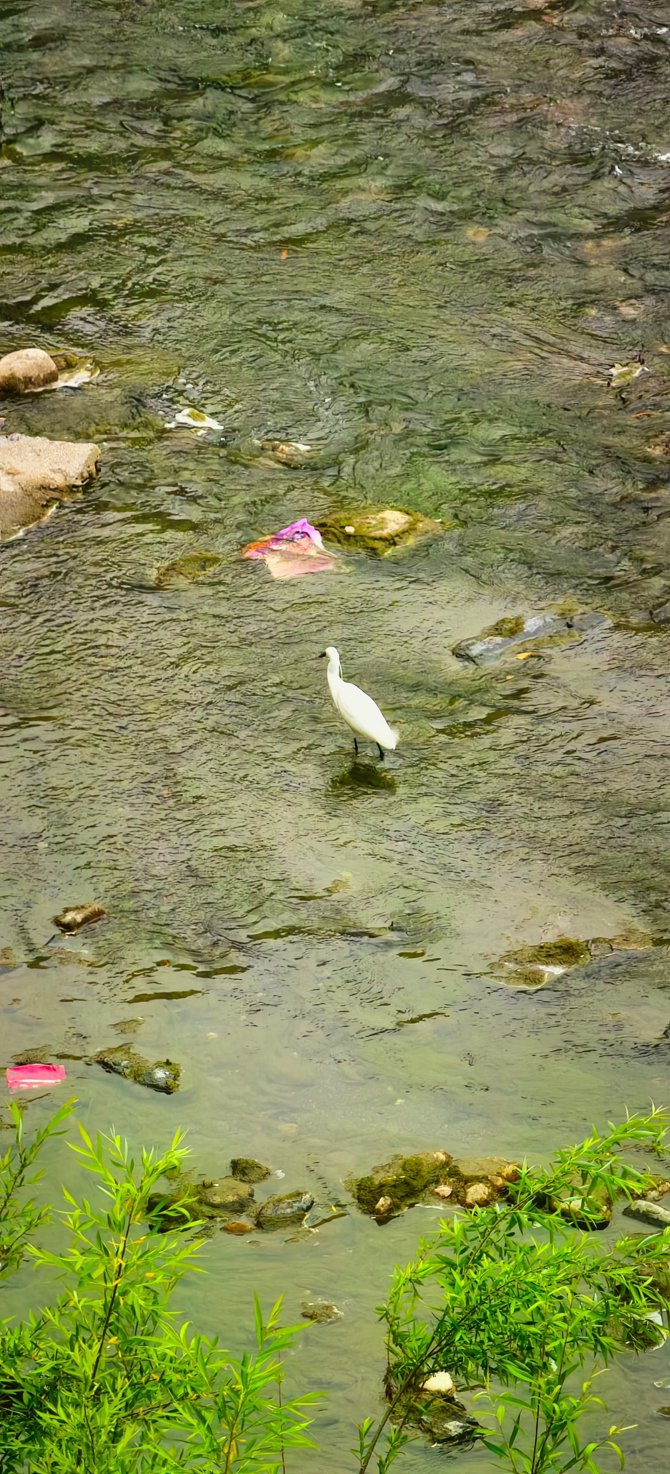 青山绿水，白草红叶黄花。美丽的小县城石泉。手机抓拍。